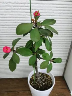 ハナキリン八福神 ポット鉢土付き苗 お届け後このまま飾れます 現品