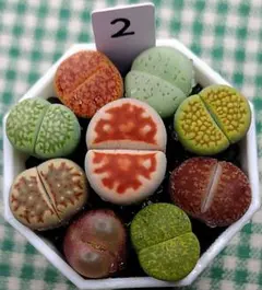多肉植物リトープス/コノフィツム/メセン　カラフル　セット　土付き　S2