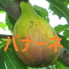 점보 무화과 바나나 (롱도트) 묘목 1주 할인