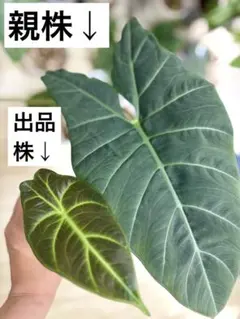 ④ 子株　スカルプラムsp ネコポス　抜き苗　アロカシアのサムネイル