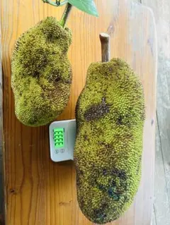 2025年最新】ジャック フルーツの人気アイテム - メルカリ