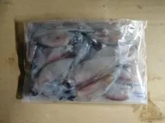 낚시 미끼 반딧불 오징어 6월 반딧불 오징어 도야마 200g x 8 1.6kg