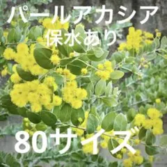 2026年最新】パールアカシアの人気アイテム - メルカリ