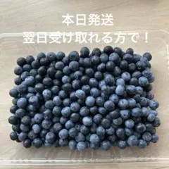 【本日発送】生ブルーベリー　550g 昨日収穫の為加工用で！のサムネイル
