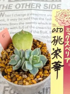 2026年最新】桃染華の人気アイテム - メルカリ