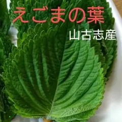 ⑤えごまの葉200枚　山古志産　韓国品種　栽培時農薬不使用のサムネイル