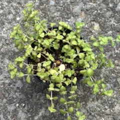 タルト様 リクエスト 2点 まとめ商品　速達発送