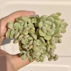 つぶつぶ屋 おはな 抜き苗のサムネイル