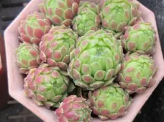 ももんちゃ様 リクエスト 3点 まとめ商品