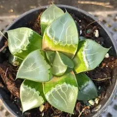 Top【選抜株】多肉植物 8029田島の春 10個 鉢無し/脱土 - メルカリ