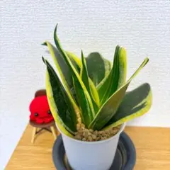 2026年最新】サンスベリア斑入りの人気アイテム - メルカリ