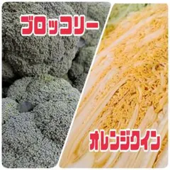 オレンジクイン（小）&ブロッコリー♡詰め合わせセット 旬の新鮮やさい！