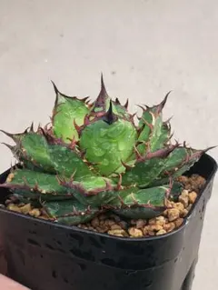 メルカリ便発送☆多肉植物 ユーフォルビア ホリダ 達磨白虎ハイブリッド メルカリ便発送☆多肉植物 ユーフォルビア ホリダ 達磨白虎