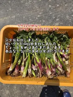 日本最北端稚内より天然山ウド500g 以上朝採り当日発送 - メルカリ
