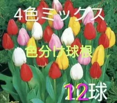 すずらん様 リクエスト 2点 まとめ商品