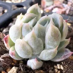 超超激レア‼︎おらいさん　ミックスベリア　三日月！！抜き苗　多肉植物　エケベリア