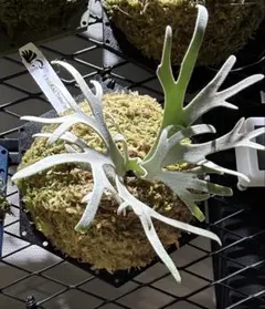 2026年最新】totoro ビカクシダの人気アイテム - メルカリ