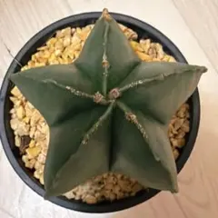 よ*こ様 アストロフィツム ランポー玉 抜き苗