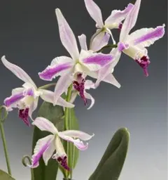 Wakaba様 リクエスト 2点 まとめ商品