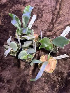 もんちゃん様 リクエスト 2点 まとめ商品