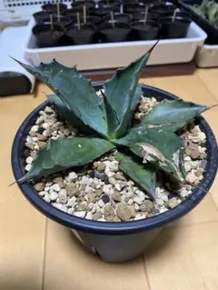 2026年最新】アガベ棚の人気アイテム - メルカリ