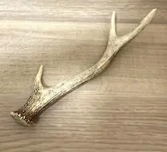 鹿 角 インテリア 約32cm