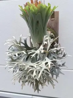 2026年最新】ビカクシダ omgの人気アイテム - メルカリ