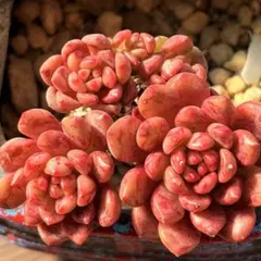 m.様 リクエスト 2点 まとめ商品