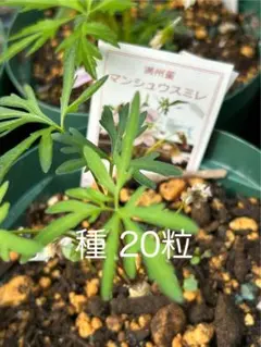 くさなぎ様 リクエスト 4点 まとめ商品