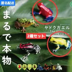 2種セット◇NTC MONO+ ヤドクガエル The BEST