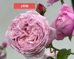 ピンクのバラ苗 ばら苗 挿し木苗 薄ピンク - メルカリ