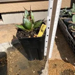 masumo様 リクエスト 3点 まとめ商品