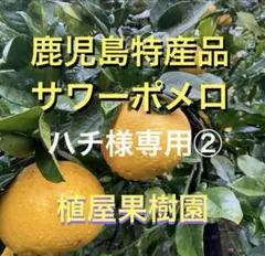 （鹿児島特産品）ハチ様専用② サワーポメロ　箱満杯詰　いちき串木野市産