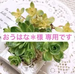おうはな＊様 専用ですのサムネイル
