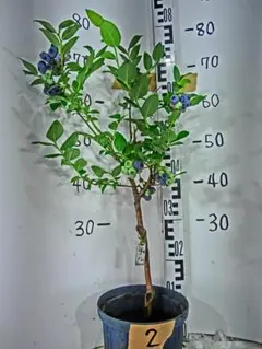 2026年最新】ブルーベリー 挿し木の人気アイテム - メルカリ