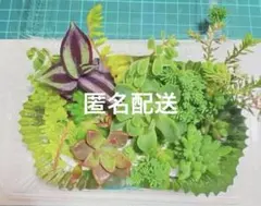多肉植物 寄せ植えセット♡7145 - メルカリ