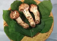 岩手県久慈産】松茸595g2025/10/05早朝採れ