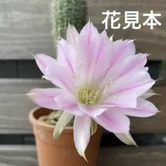 専用ページです！花サボテン カキコ2個♬ 花サボテン 特大カキコ 2株 - メルカリ
