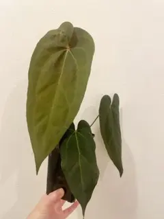 y*i様 Anthurium BVEP 脇芽 y*i様 Anthurium BVEP 脇芽 - メルカリ