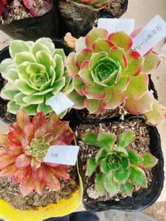 35 多肉植物 アエオニウム 抜き苗 4種セット