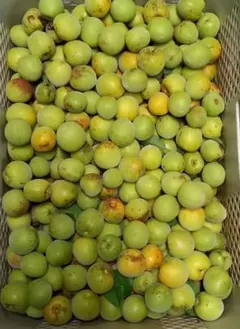 おひさま農園の農薬不使用 青梅 梅10kg - メルカリ