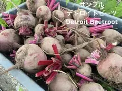 新鮮 収穫したて 赤ビーツ Beetrootのサムネイル