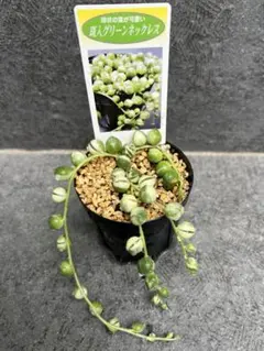 ＊多肉植物＊斑入りグリーンネックレス＊抜き苗＊