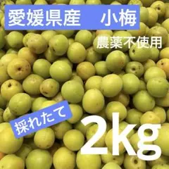 愛媛県産　小梅　2キロ（箱込み）　農薬不使用 完熟間近のサムネイル