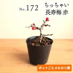 2026年最新】長寿梅 梅 盆栽の人気アイテム - メルカリ