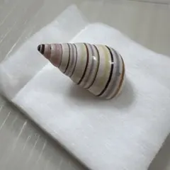 サオトメイトヒキマイマイ 置物
