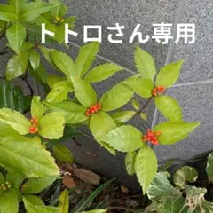 【トトロさん専用】