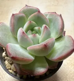 抜き苗】ファームパルク 桃太郎 パル桃 多肉植物 farm PALK - メルカリ