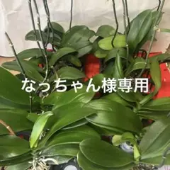胡蝶蘭　大輪　花が終わったあとの株　元気な株　16株セット　花色　白のサムネイル