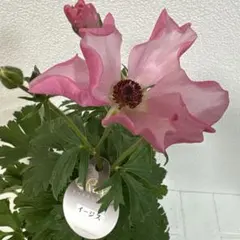 2026年最新】ラナンキュラス イーシスの人気アイテム - メルカリ